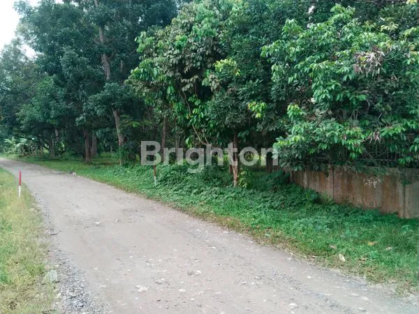 image LAHAN BERISI 31 POHON DUKU DAN 2 POHON DURIAN (2)