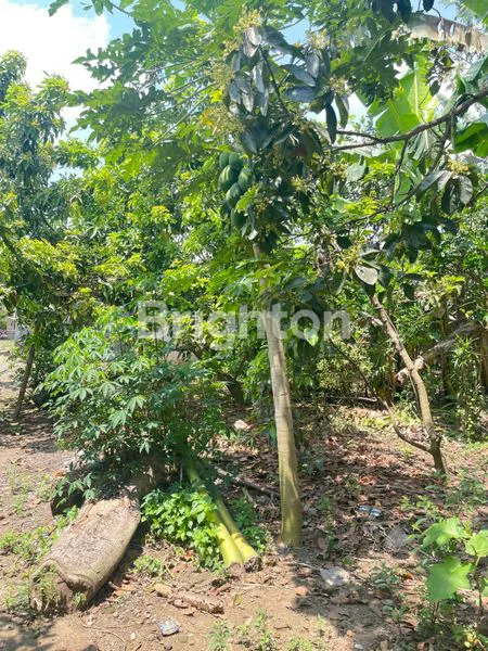 image PROPERTI PINGGIR JALAN RAYA SUKOREJO, BLITAR LT 325M² (4)