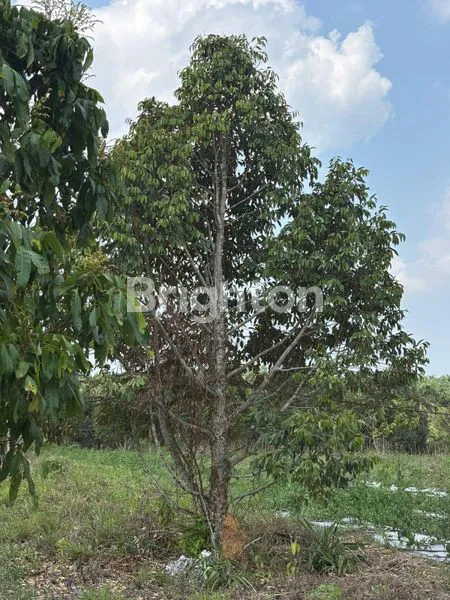 image KEBUN DURIAN 10 HEKTAR, SIAP HASILKAN (4)
