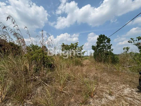 image KEBUN DURIAN 10 HEKTAR, SIAP HASILKAN (6)