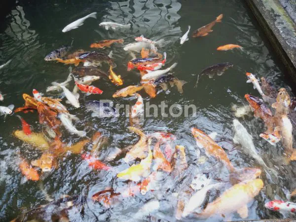 image VILLA SEJUK ASRI TERAWAT BAIK (7)