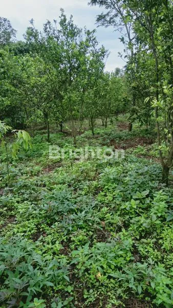 image TANAH LUAS 1172M² SHM, KEBUN JERUK & ALPUKAT DI SINGOSARI (2)