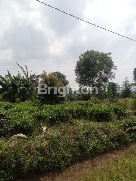 image LAHAN A LUAS 31.500M, COCOK UNTUK INVESTASI (1)