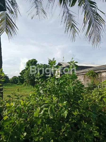 image TANAH LUAS BERISI RUMPUT HIJAU DI DEKAT PANTAI KELAN (1)