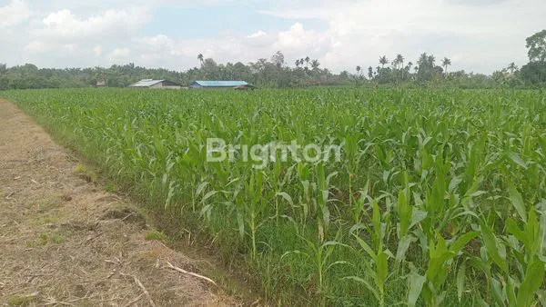 image LAHAN KOSONG SELUAS 2 HEKTAR LEBIH, DARAT KERING, DINKAWASAN MENCIRIM DESA TELAGA SARI, COCOK UNTUK MEMBANGUN KOMPLEK PERUMAHAN, SURAT SHM (2)