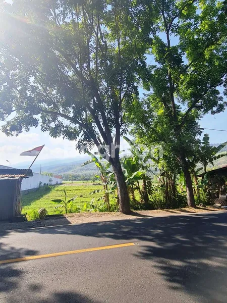 image TANAH DIJUAL DI POROS JALAN DESA TEMUKUS BULELENG BALI (4)