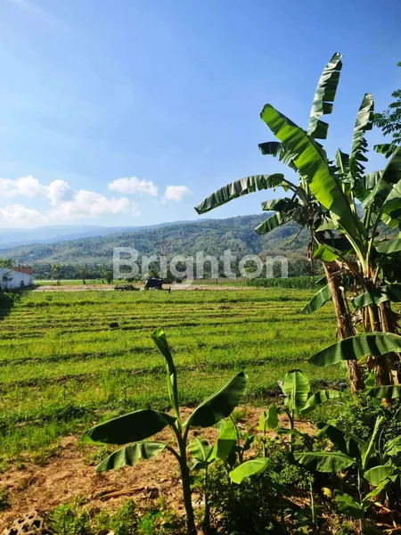 image TANAH DIJUAL DI POROS JALAN DESA TEMUKUS BULELENG BALI (7)