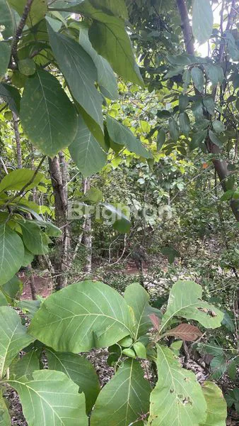 image TANAH SIAP BANGUN DEKAT PANTAI BALANGAN (5)