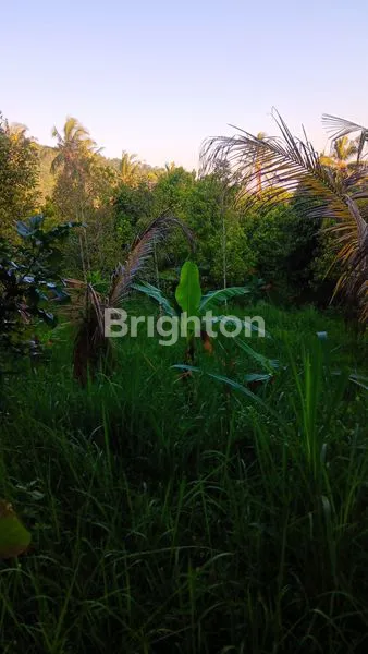 image TANAH INVESTASI 60 ARE DEKAT AIR TERJUN SEKUMPUL, BALI (3)
