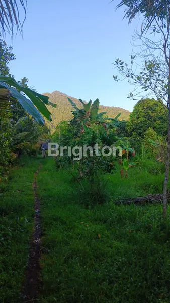 image TANAH INVESTASI 60 ARE DEKAT AIR TERJUN SEKUMPUL, BALI (6)