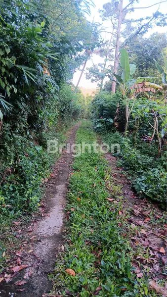 TANAH INVESTASI 60 ARE DEKAT AIR TERJUN SEKUMPUL, BALI