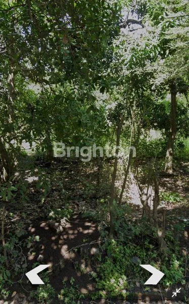 image TANAH PERTANIAN HORTIKULTURA DI BULELENG-BALI (6)