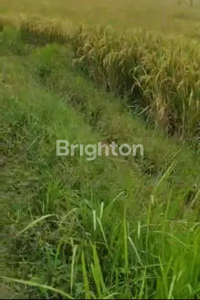 image DIJUAL TANAH STRATEGIS – TABANAN, BALI* (3)