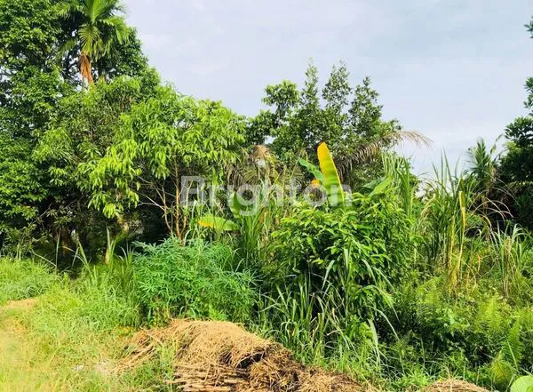 image DIJUAL TANAH LUAS DI KULIM, BUKIT RAYA – ± 2.925 M², HARGA 500 JUTA NEGO (4)