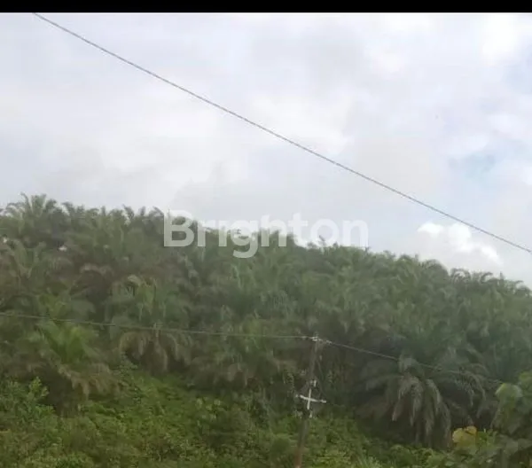image DIJUAL : LAHAN/PERKEBUNAN KELAPA SAWIT YANG MASIH AKTIF, LUAS 200 HEKTAR  (1)