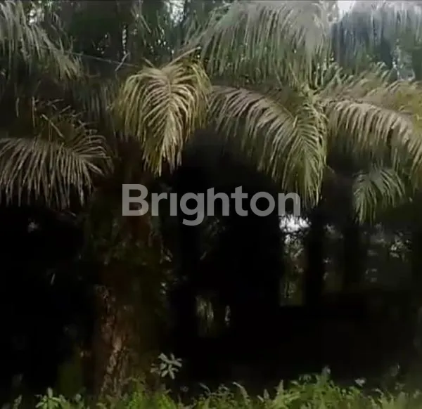 image DIJUAL : LAHAN/PERKEBUNAN KELAPA SAWIT YANG MASIH AKTIF, LUAS 200 HEKTAR  (3)