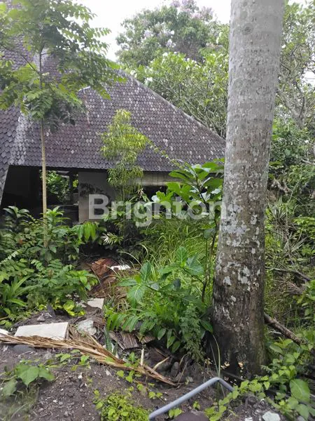 image TANAH SEWA 900 M2 KAWASAN EXPATRIAT DAN LUXURY VILLA DI JLN UTAMA UMALAS BADUNG BALI (3)