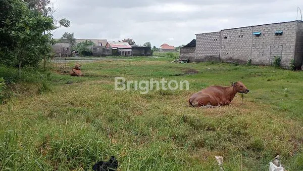image PELUANG BISNIS TANAH DATAR DI PULAU MOYO (1)