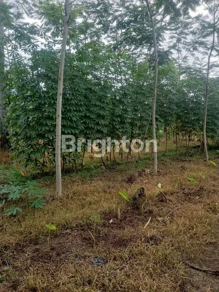 image TANAH CUKUP LUAS DI GUMILIR (1)