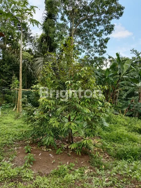 image INVESTASI EMAS: KAVLING 500M² SHM DI WANGAYA GEDE- THE THRONE LAND PENEBEL CLUSTER 1 (3)