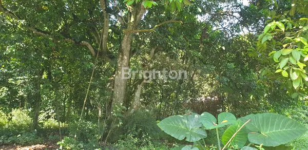 image JUAL TANAH CIKARAGEMAN SETU (3)