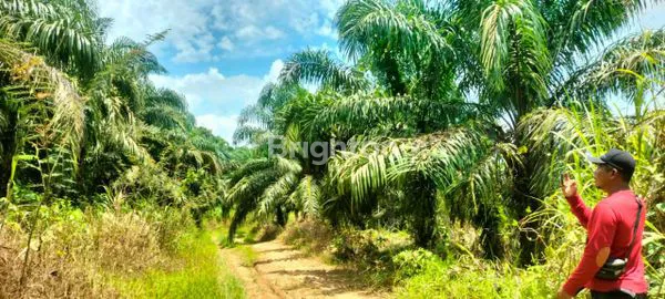LAHAN SAWIT 140 HA DI SEBULU, KALIMANTAN TIMUR