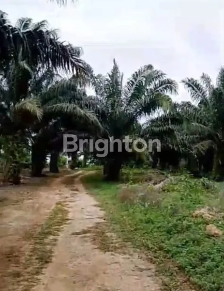 LAHAN SAWIT 1.628 HA DI SELERONG, KUTAI KARTANEGARA