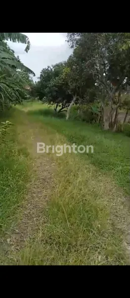 image DIJUAL LAHAN STRATEGIS 3,7 HA BATU TULIS BOGOR – DEKAT INDOMARET & SPBU, PINGGIR JALAN, IDEAL UNTUK RESORT/HOTEL/VILLA – OPEN PRICE 18,5 M NEGO (5)