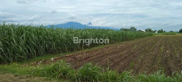 image DIJUAL TANAH LUAS DAERAH RINGINPITU TULUNGAGUNG. HARGA BISA NEGO. COCOK BUAT PERTANIAN, PERUMAHAN MAUPUN PERGUDANGAN. (1)