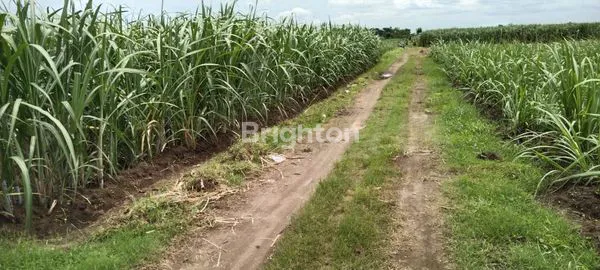 image DIJUAL TANAH LUAS DAERAH RINGINPITU TULUNGAGUNG. HARGA BISA NEGO. COCOK BUAT PERTANIAN, PERUMAHAN MAUPUN PERGUDANGAN. (6)