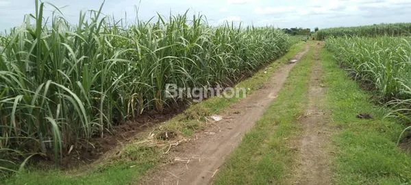 image DIJUAL TANAH LUAS DAERAH RINGINPITU TULUNGAGUNG. HARGA BISA NEGO. COCOK BUAT PERTANIAN, PERUMAHAN MAUPUN PERGUDANGAN. (5)