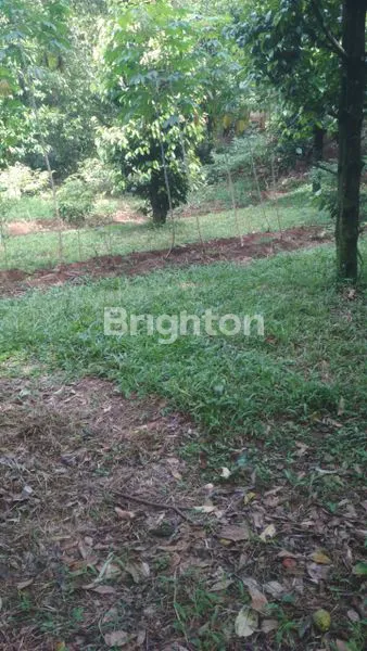 image TANAH LUAS 1.700M² DI CIAWI, COCOK UNTUK BISNIS & BERKEBUN (3)