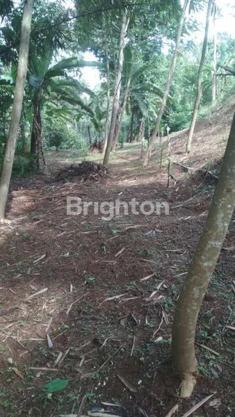 image TANAH LUAS 1.700M² DI CIAWI, COCOK UNTUK BISNIS & BERKEBUN (1)