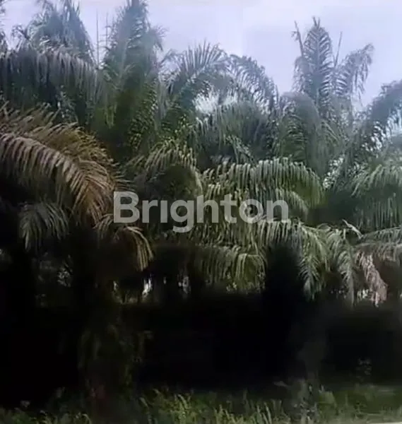 image LAHAN PERKEBUNAN KELAPA SAWIT AKTIF DI SEPAN PENAJAM, DEKAT BALIKPAPAN KALIMANTAN TIMUR (1)
