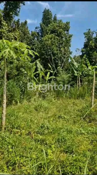 image DI JUAL SEBIDANG TANAH DI TUMPATAN NIBUNG (8)