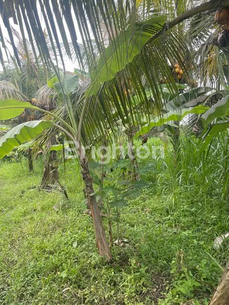 image TANAH 8,5 ARE | TAMAH, GIANYAR (2)