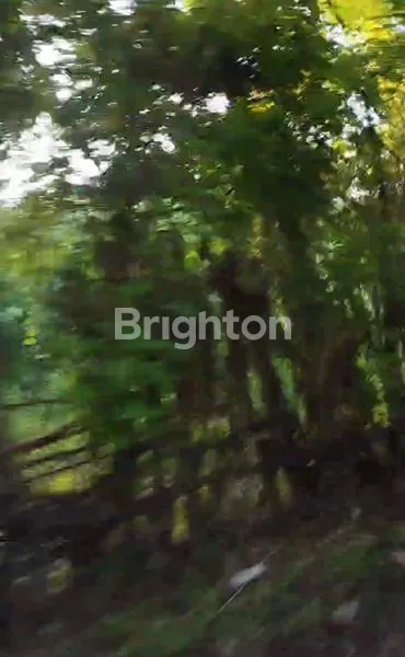 image TANAH LUAS 8.933M² DI TIMOR RAYA, KUPANG, NTT (6)