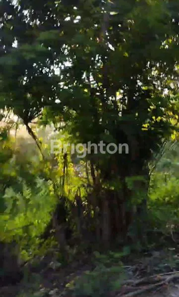 image TANAH LUAS 8.933M² DI TIMOR RAYA, KUPANG, NTT (5)