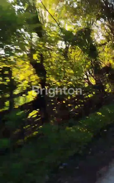 image TANAH LUAS 8.933M² DI TIMOR RAYA, KUPANG, NTT (3)