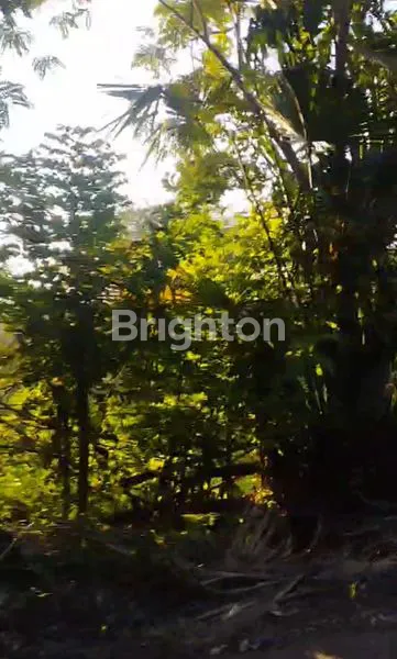 image TANAH LUAS 8.933M² DI TIMOR RAYA, KUPANG, NTT (2)