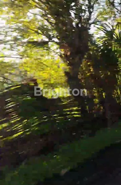 image TANAH LUAS 8.933M² DI TIMOR RAYA, KUPANG, NTT (7)