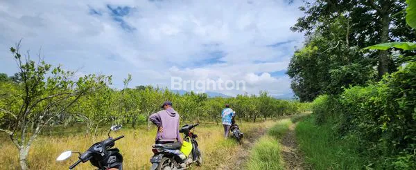 image TANAH LUAS 1900M² DI BATU, BONUS KEBUN JERUK (3)