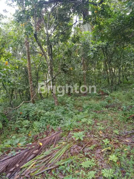 image TANAH STRATEGIS DI TABANAN, DEKAT PANTAI SOKA (1)