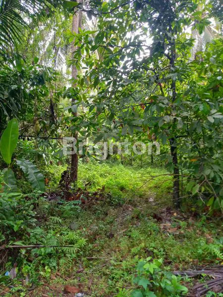 image TANAH STRATEGIS DI TABANAN, DEKAT PANTAI SOKA (4)