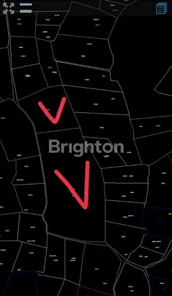 PERKEBUNAN BONUS POHON JATI SIAP PANEN