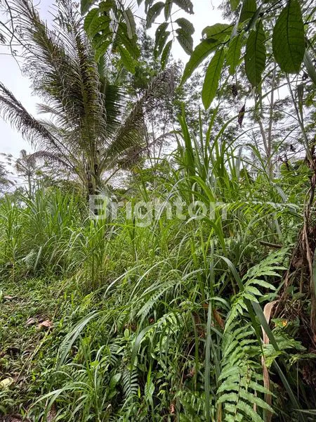 image TANAH 19 ARE DI RENDANG KARANGASEM | DEKAT TELAGA WAJA & AKSES BESAKIH | COCOK VILA/RESORT (4)