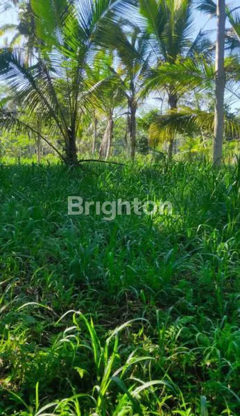 image TANAH 19 ARE DI RENDANG KARANGASEM | DEKAT TELAGA WAJA & AKSES BESAKIH | COCOK VILA/RESORT (6)