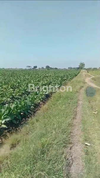 TANAH PERTANIAN MURAH DI WELERI