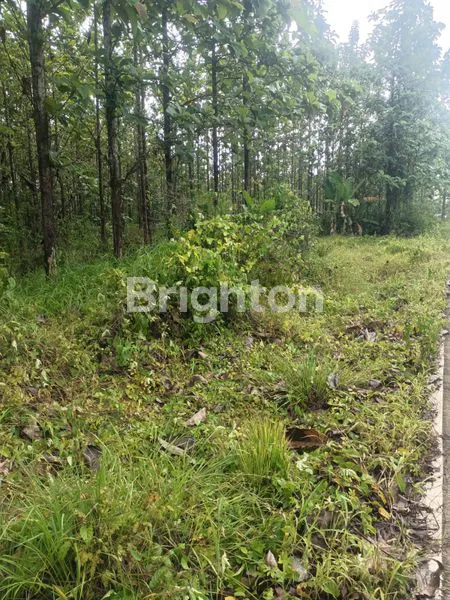 image LAHAN PRODUKTIF PASSIVE INCOME PADEGLANG (3)