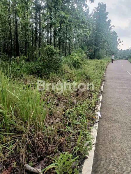 image LAHAN PRODUKTIF PASSIVE INCOME PADEGLANG (2)